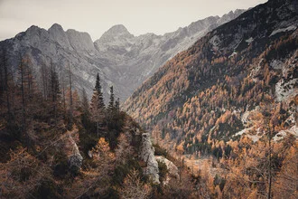 Herbstliche Szene am Vršičpass in Slowenien: goldene Lärchen und sanfte Berge