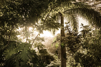 Tillmann Konrad, Wild Cuba
