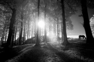 Photo art by Darius Ortmann: wild horses in an enchanting forest