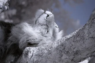 Photo art by Nicole Cambré: a relaxed lion in the African landscape