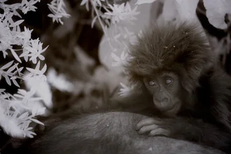 Fotokunst von Nicole Cambré: süßes Babyäffchen in monochromer Darstellung