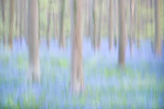 Fotokunst von Rolf Schnepp: ein sanfter Wald voller blauer Hasenglöckchen