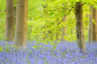 Charming spring scene with blooming bluebells in a green forest.
