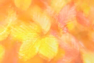 Photo art by Rolf Schnepp: colorful autumn leaves on a gentle background