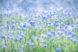 Photo art by Rolf Schnepp: multi-exposure of cornflowers in green and blue