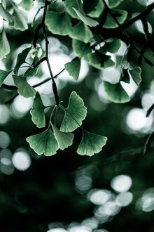Mareike Böhmer, Ginko