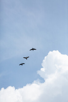 Mareike Böhmer, Flying Home - Denmark, Europe)