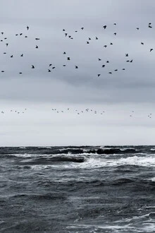 Illustration by Mareike Böhmer: Birds soaring above the calm sea