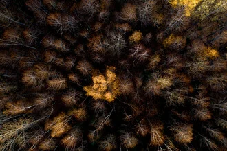 Photo art by Giedra Bartas: hens and chicks in a calm autumn forest