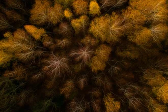 Photo art featuring golden leaves in an autumn forest from a bird's eye view