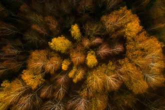 Photo art by Giedra Bartas: autumn forest with golden leaves seen from above