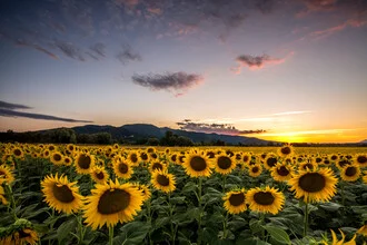 Photo art by Nicklas Walther: sunflower with soft light rays
