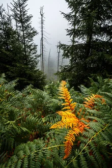 Fotografie eines gelben Blattes in einem ruhigen Wald, umgeben von sanftem Nebel.