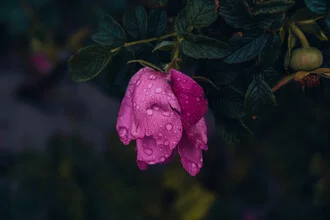 Photo by Lukas Gleich: delicate Rosa rugosa flowers in natural light