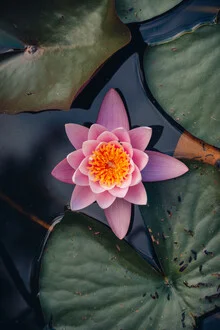 Lovely water lily on calm water, radiating soft colors and a peaceful atmosphere.