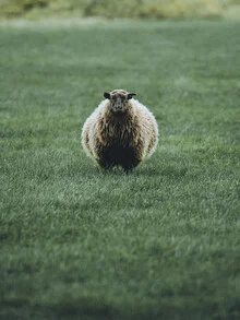 Portrait of an Icelandic sheep with soft fur on a green meadow.