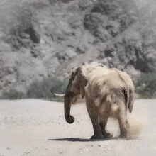 Desert elephants in the Hoanib riverbed of Namibia at sunset.