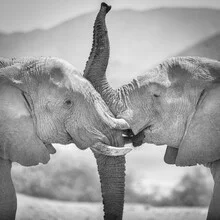 Porträt von Wüstenelefanten im Hoanib-Flussbett, Namibia, sanfte monochrome Stimmung.