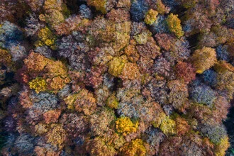 Photo by Roman Becker: autumn landscape with colorful leaves