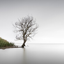 Ronny Behnert, Trasimeno Tree | Umbrien