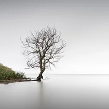 Photo art: calm tree by the lake in Umbria, soft colors and minimalist style.