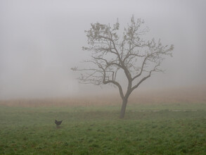 Bernd Grosseck, morning fog (Austria, Europe)
