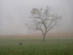 Bernd Grosseck, Nebliger November Morgen