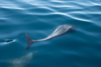 Marius Kayser, Dolphins (Croatia, Europe)