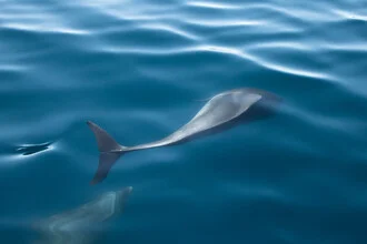 Delfine schwimmen fröhlich im klaren Wasser, eine harmonische Szene der Freiheit.