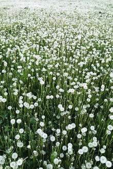 Feld voller Pusteblumen im Sommer, harmonische Farben und fröhliche Stimmung.