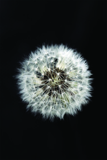 Studio Na.hili, Black and White Dendelion
