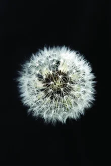 Close-up of a dandelion in black and white, minimal style.