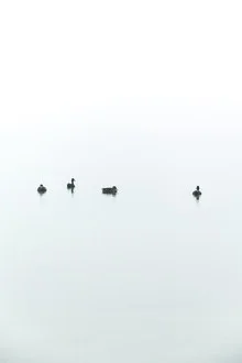 Fotokunst von Studio Na.hili: Ente schwimmt zwischen Nebel und Wasser