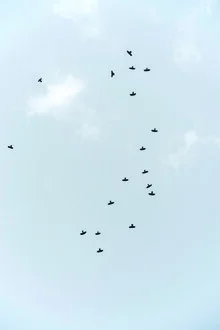 Vogelschwarm fliegt durch den Himmel, sanfte Farben und ruhige Stimmung.