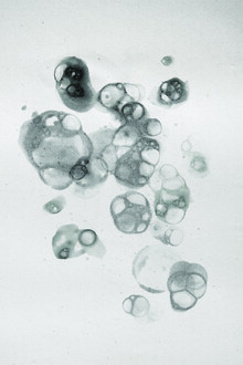 Studio Na.hili, Aquarelle Bubbles - Black - Deutschland, Europa)