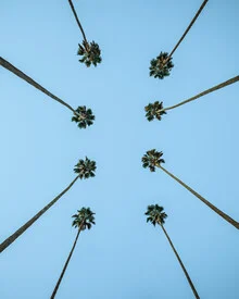 Minimal photo art by Dimitri Luft: blue sky with palm trees and a tree