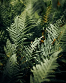 Close-up of a green leaf, exuding calmness and a connection to nature.