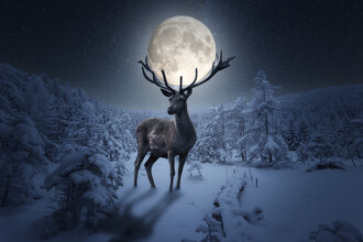 Oliver Henze, The deer and the moon (Germany, Europe)