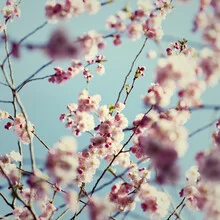 Lovely cherry blossoms against a clear spring sky in the background.