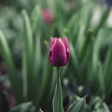 Photo of a tulip with soft colors and a cheerful mood.
