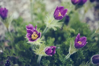 Photo art by Nadja Jacke: delicate pasque flower in soft light