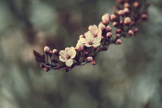 Photo art by Nadja Jacke: blossoms of the blood plum in soft pastel shades.