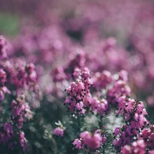 Photo art by Nadja Jacke: blooming heather in soft spring sunlight