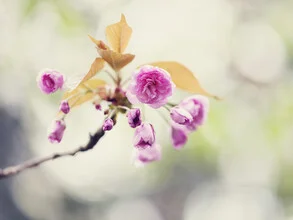 Photo art by Nadja Jacke: delicate cherry blossoms in sunlight