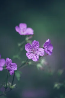 Photo art by Nadja Jacke: delicate blossom of a cranesbill in soft light