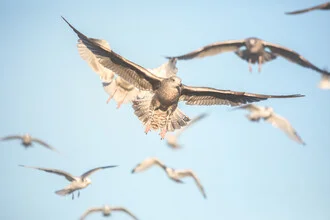 Möwen im Flug über dem Wasser, sanfte Wolken am Himmel, ruhige und friedliche Stimmung.