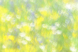 Frühling Farben: bunte Blumenwiese mit sanften Farbtönen.
