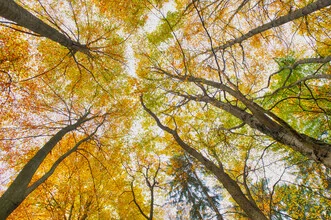 Autumn forest with golden leaves, gentle light, calm atmosphere