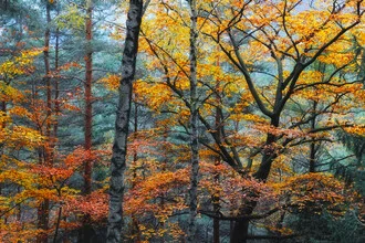 Herbstliche Waldszene mit Nebel und bunten Blättern, sanfte Farben und ruhige Stimmung.