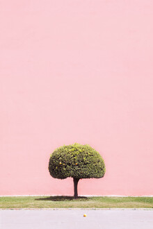 Rupert Höller, Orange Tree - Morocco, Africa)